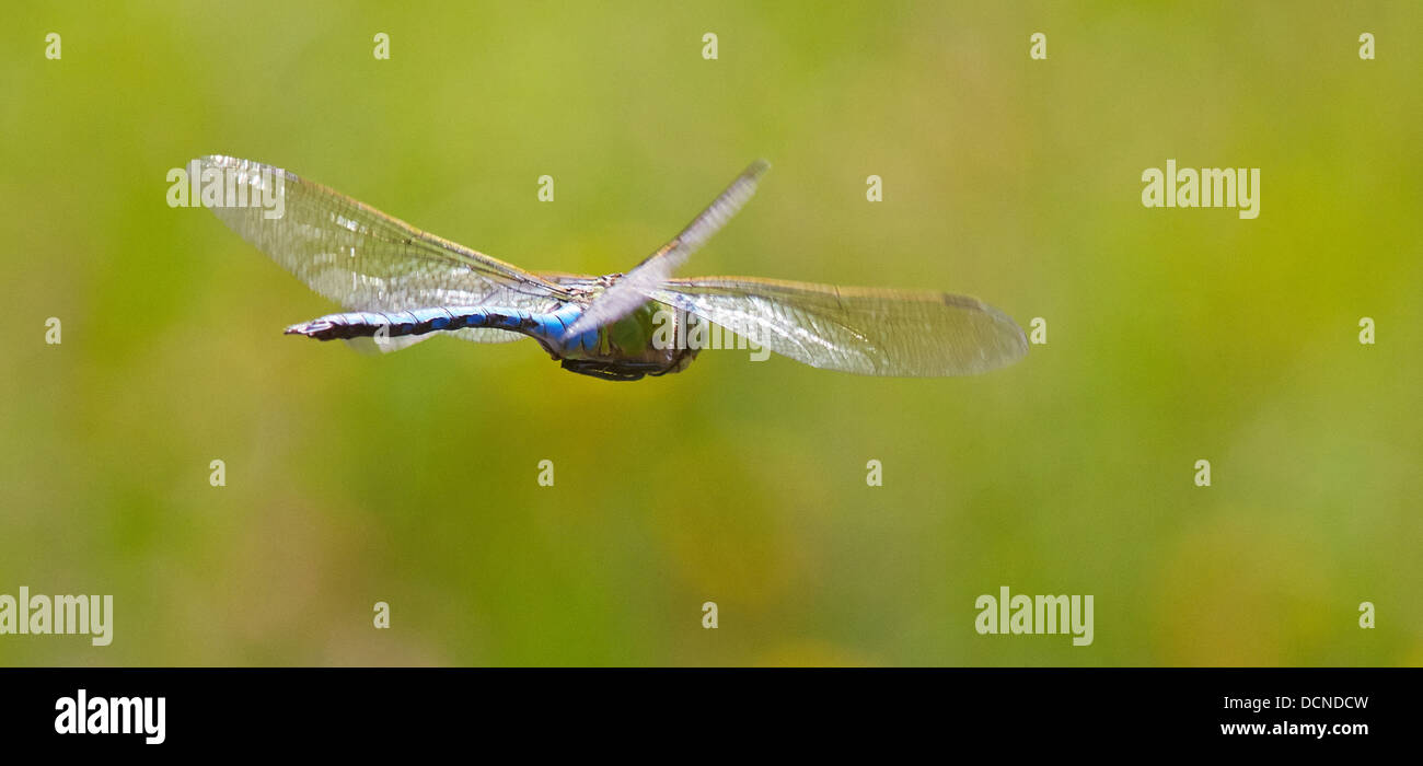Emperor dragonfly Anax imperator in flight over a territorial pond at Thursley Common Surrey UK Stock Photo