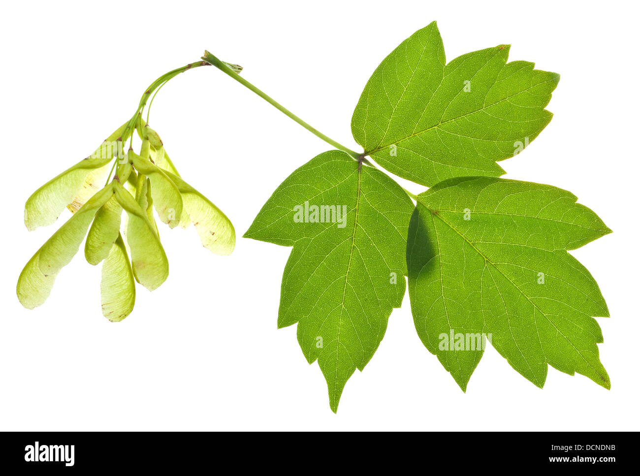 seeds and green leaves of ash tree isolated on white background Stock Photo
