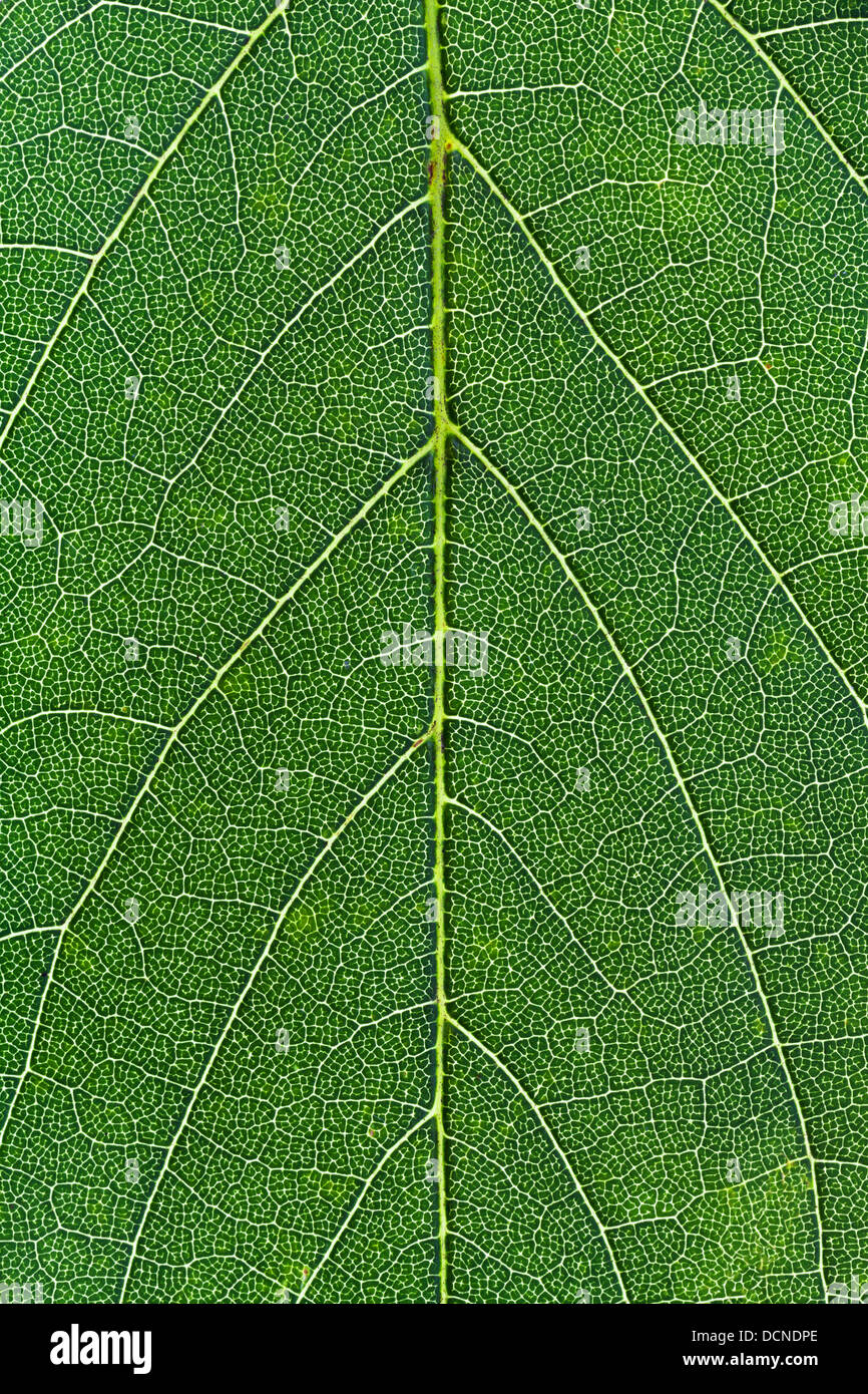 background from green oak green leaf close up Stock Photo - Alamy