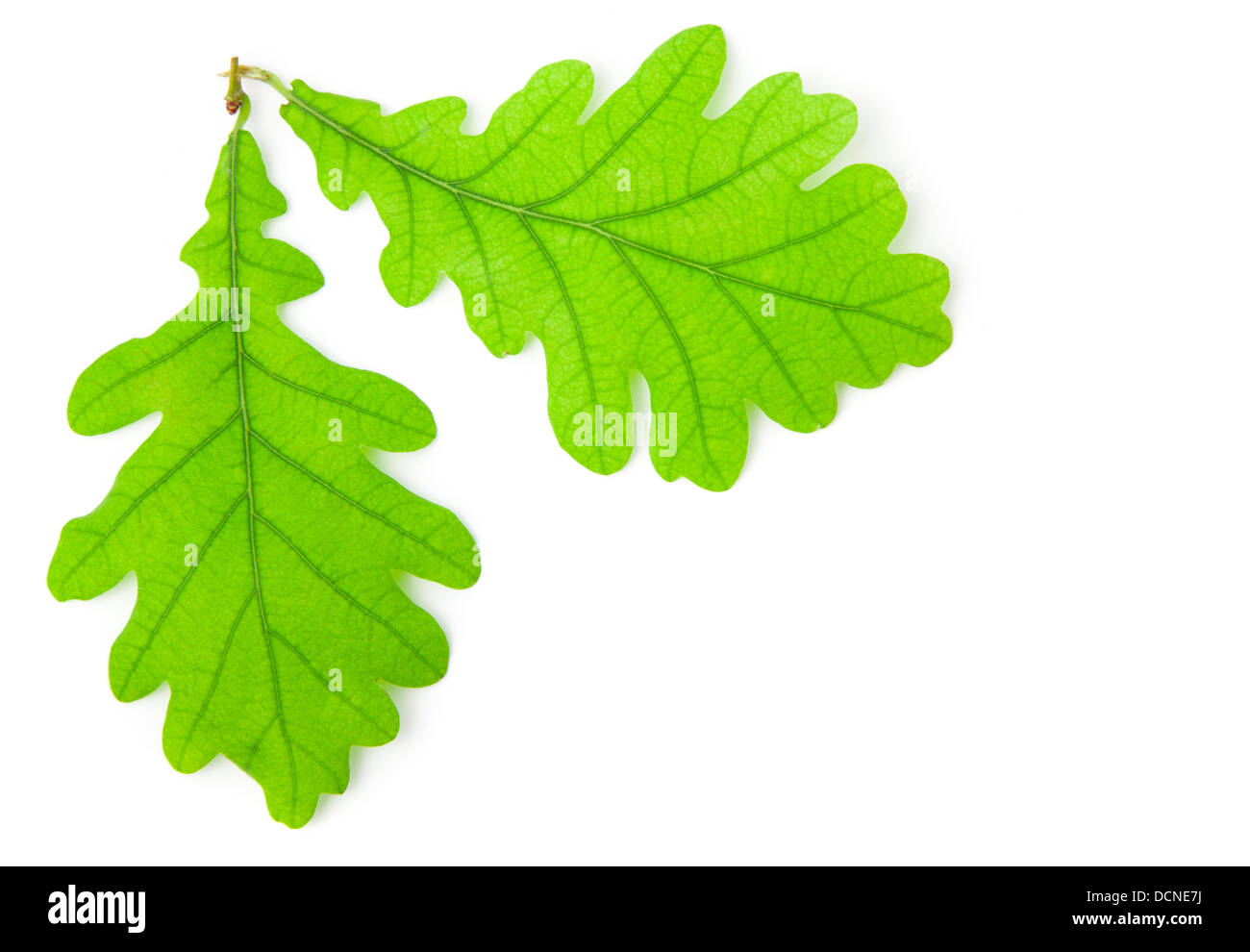 Green oak leaf isolated on white background Stock Photo - Alamy