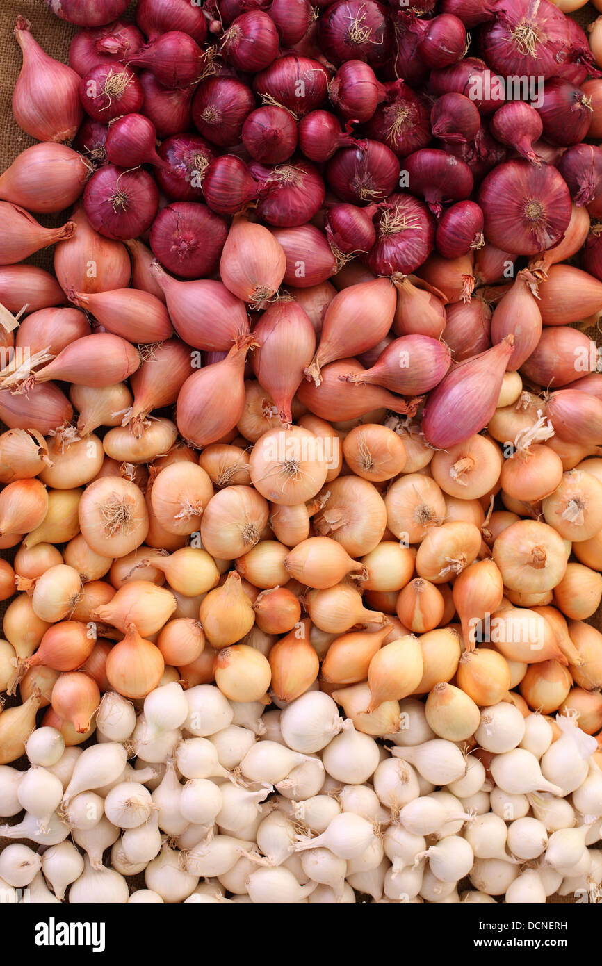 Variety of onions and shallots Stock Photo