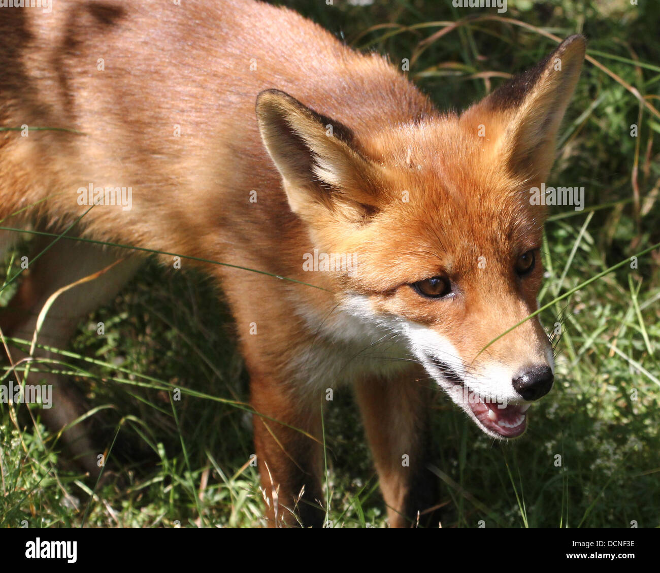 Series of detailed close-ups of a red fox, walking, yawning, scratching and lazing Stock Photo