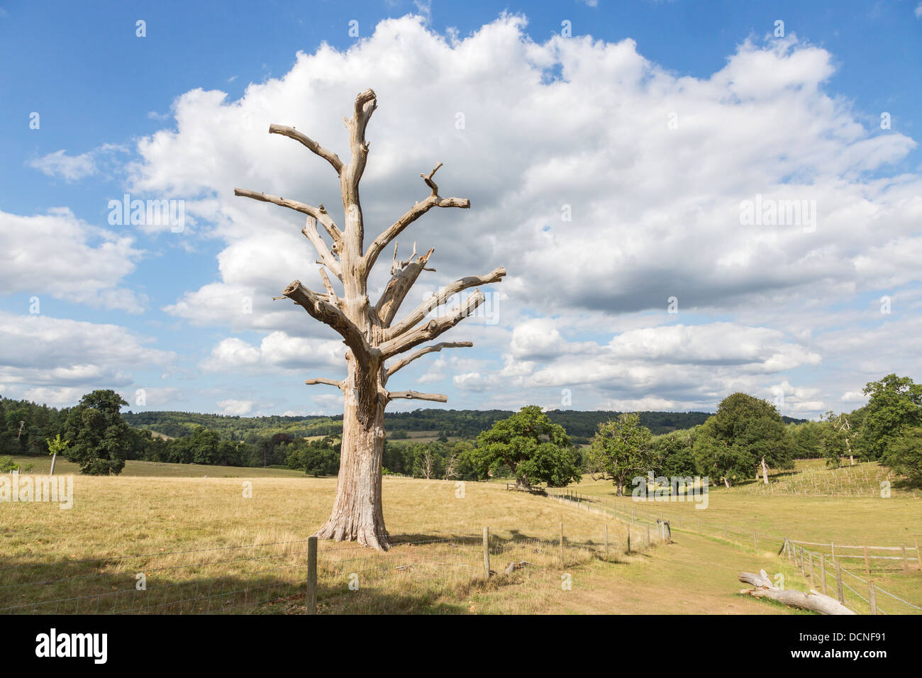 Dead oak tree skeleton in countryside in summer at Shere, Surrey ...