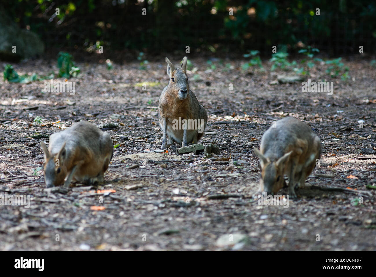 Mara animals hi-res stock photography and images - Alamy