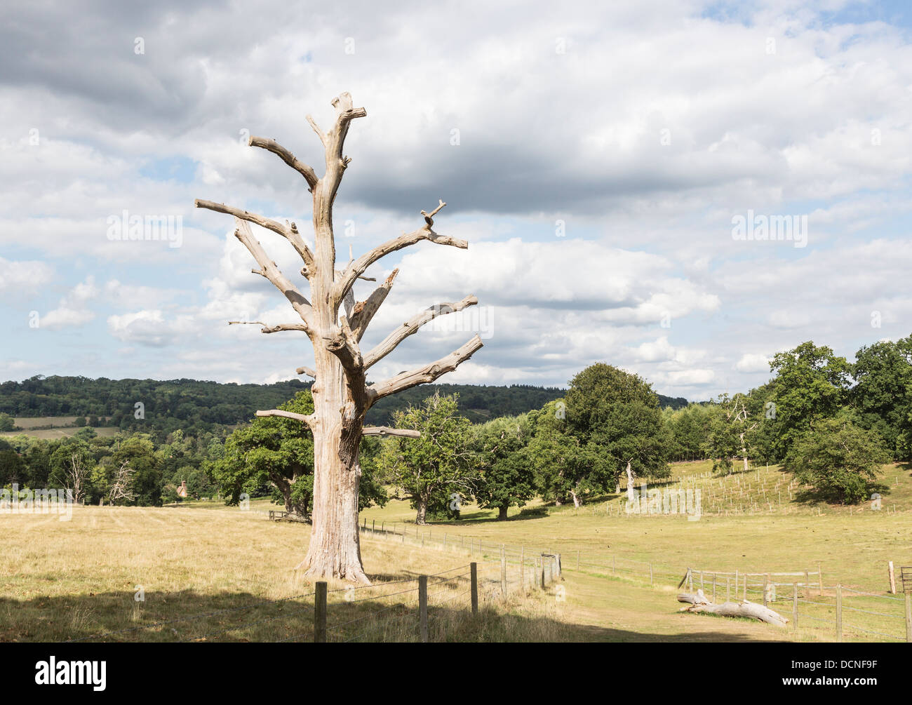 Dead oak tree skeleton in countryside in summer at Shere, Surrey ...