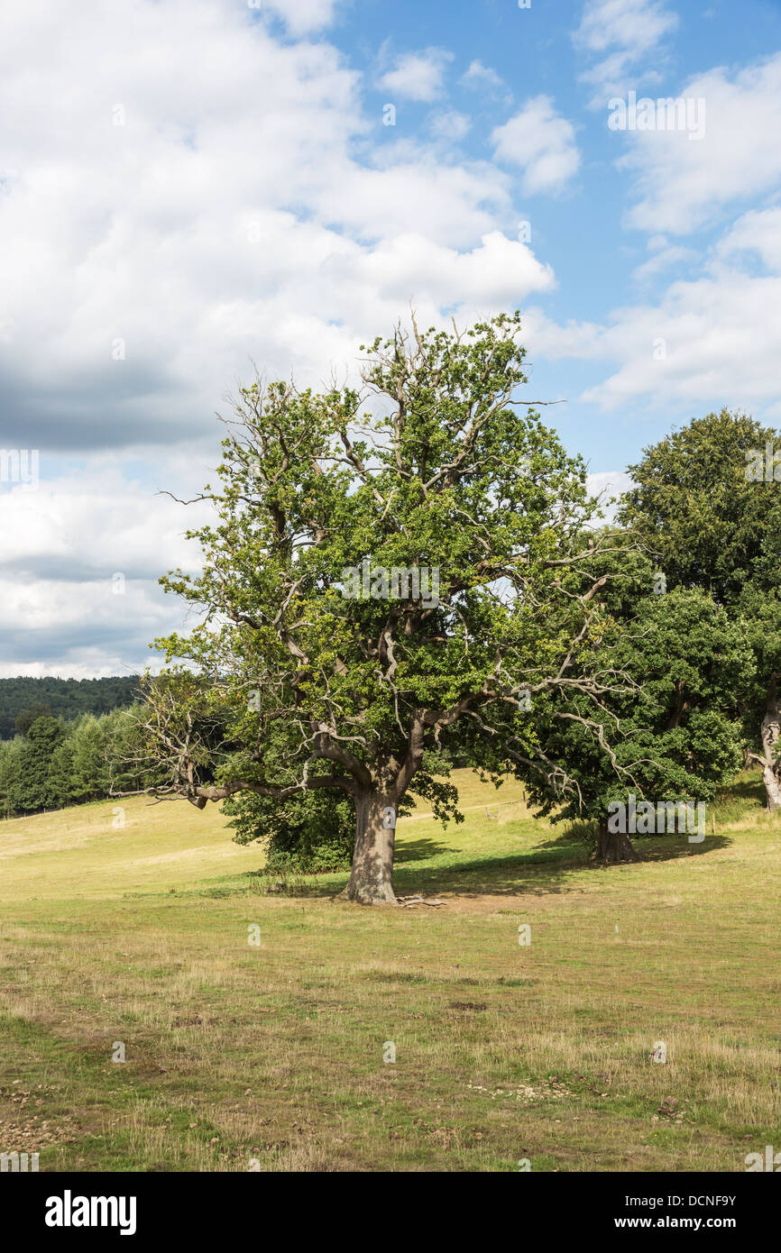 Sudden oak death hires stock photography and images Alamy