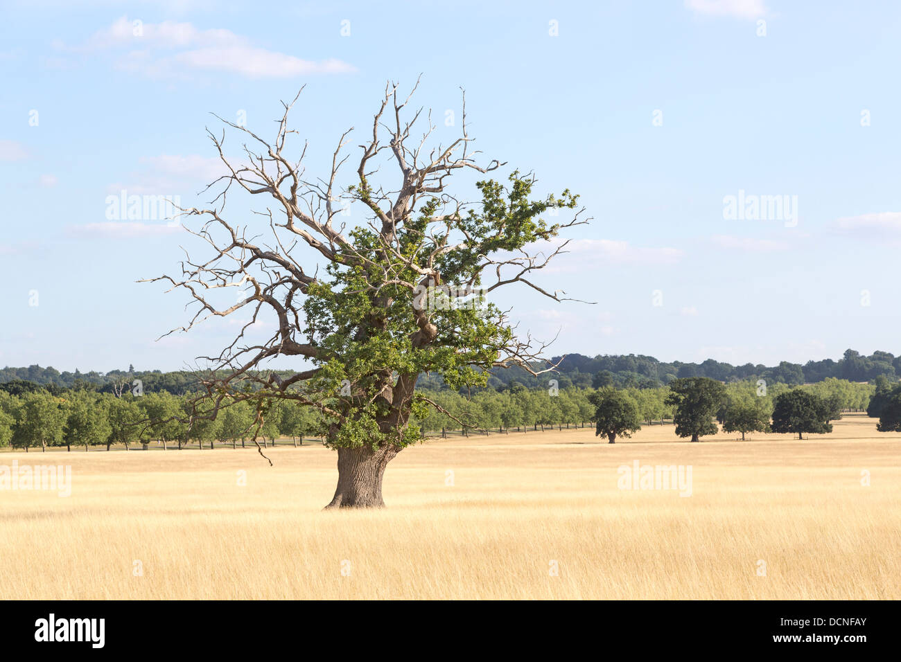Dying oak Tree in Windsor Great Park, Berkshire, England showing die