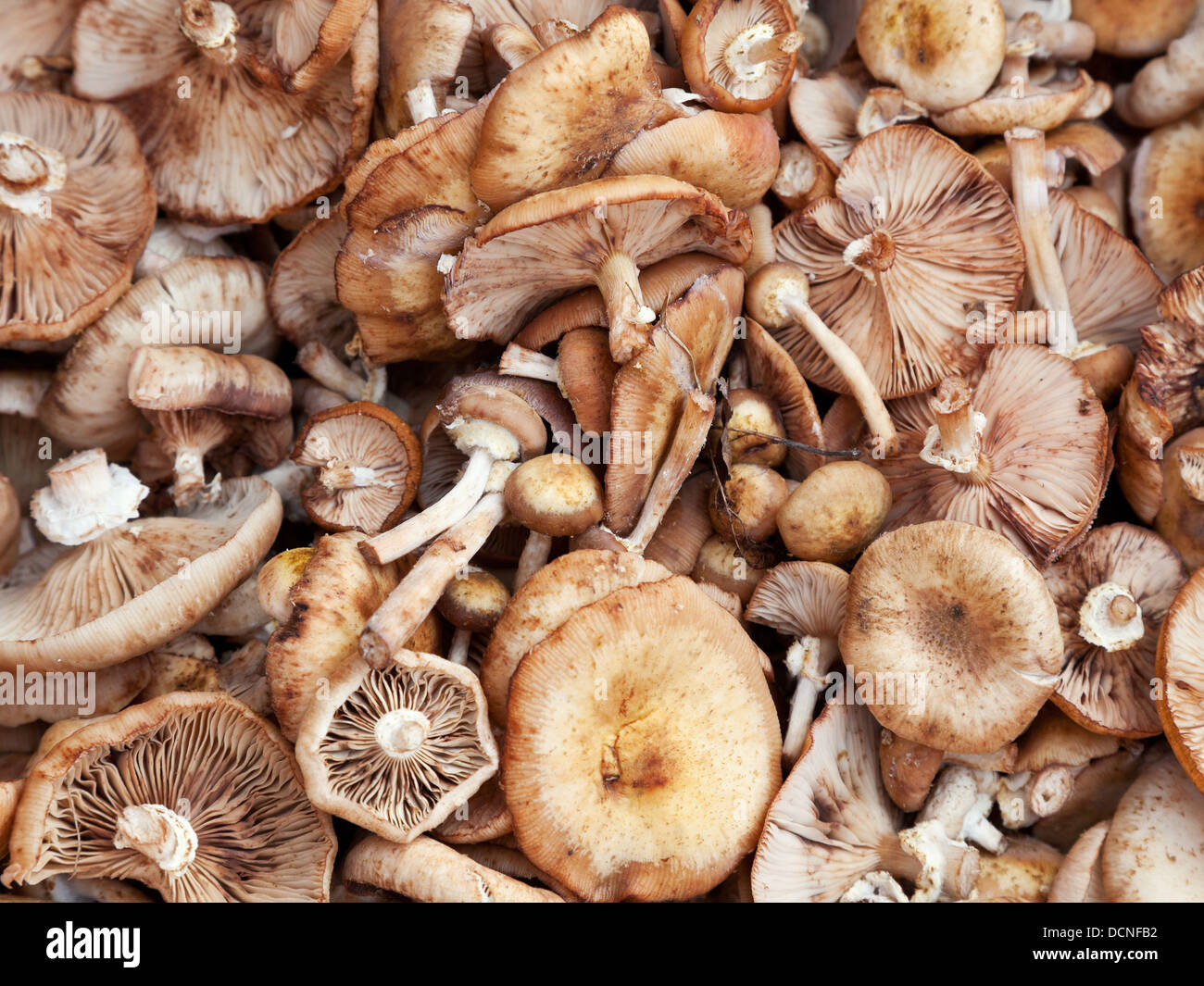 background from many marasmius oreades mushroom Stock Photo