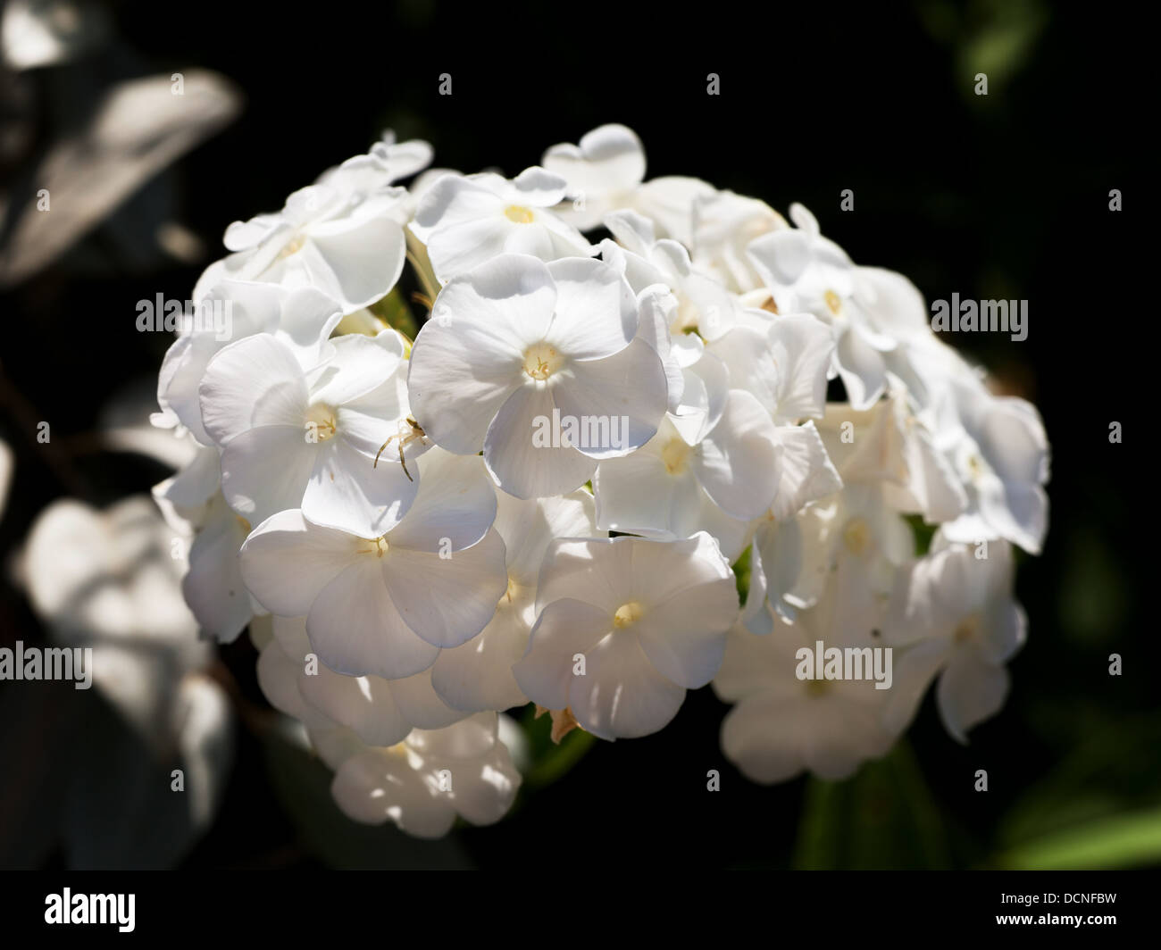 cluster of white flower Phlox close up Stock Photo