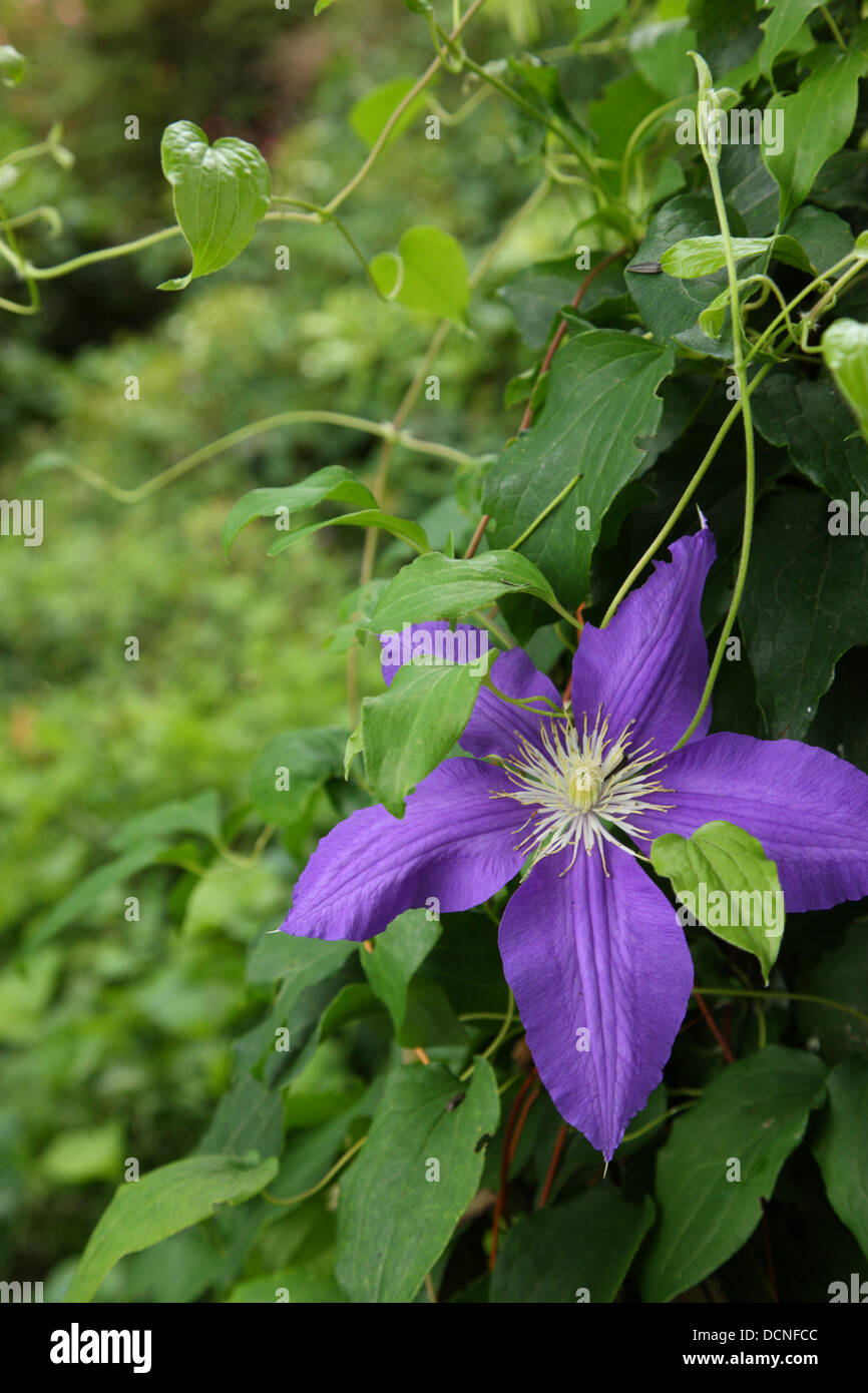 Purple Clematis Flower Stock Photo