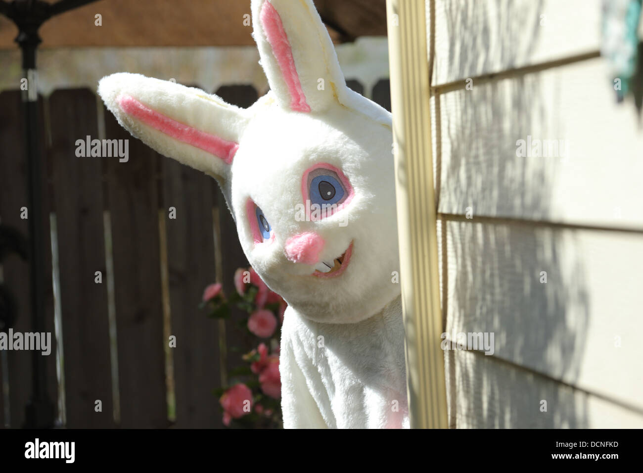 Easter bunny peeks out from behind house Stock Photo