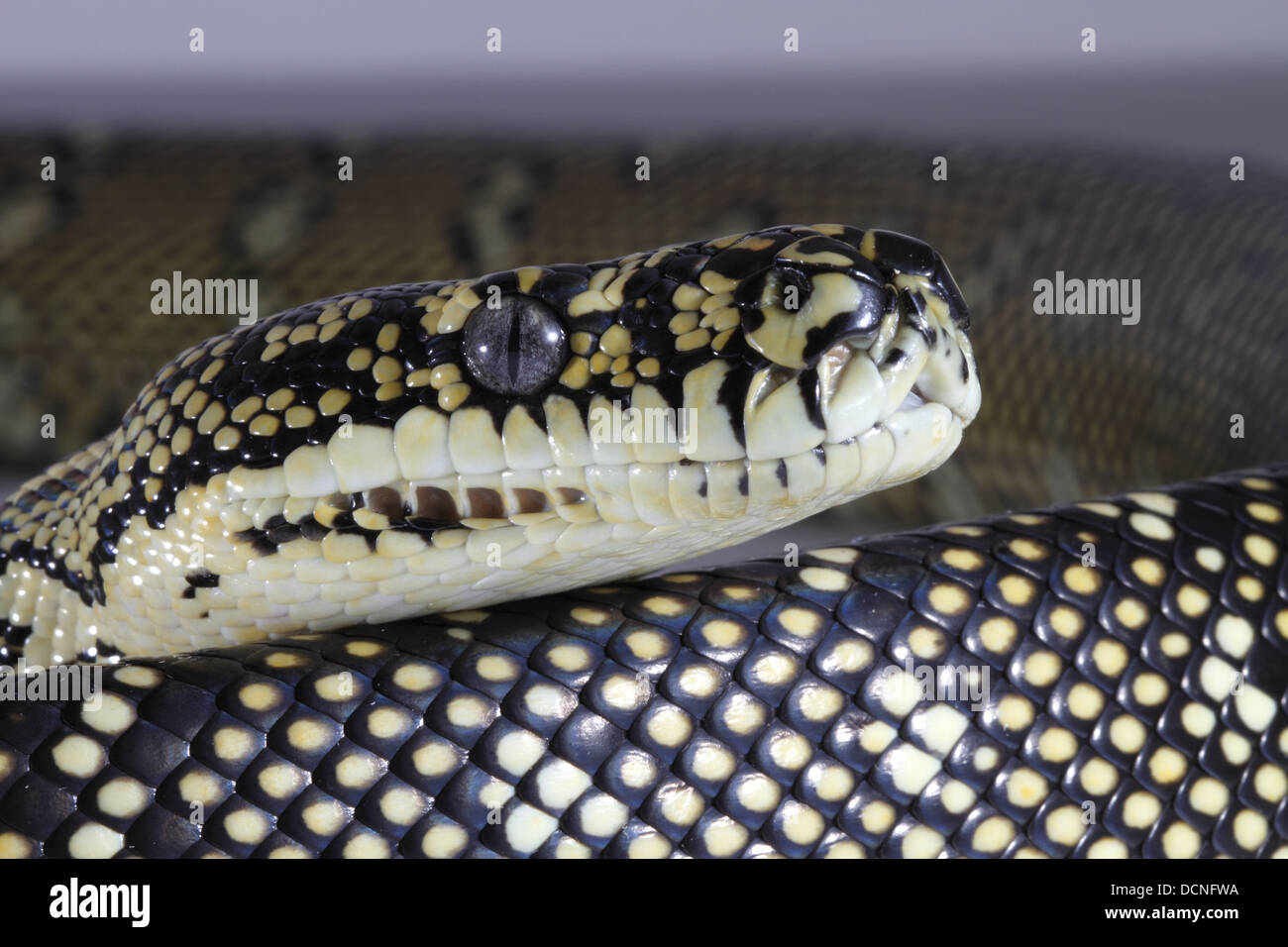 diamond python close-up of head Stock Photo - Alamy