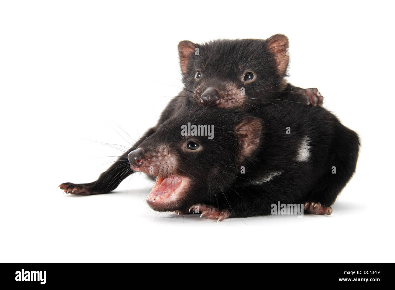 Tasmanian devil infants photographed on a white background, digitally adjusted ready for easy cut-out Stock Photo