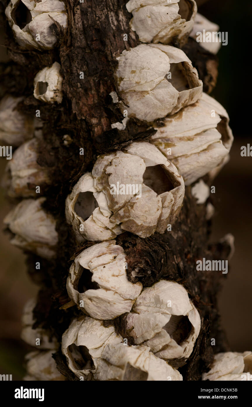 barnacles inlaid crusted at mangrove tree root Stock Photo