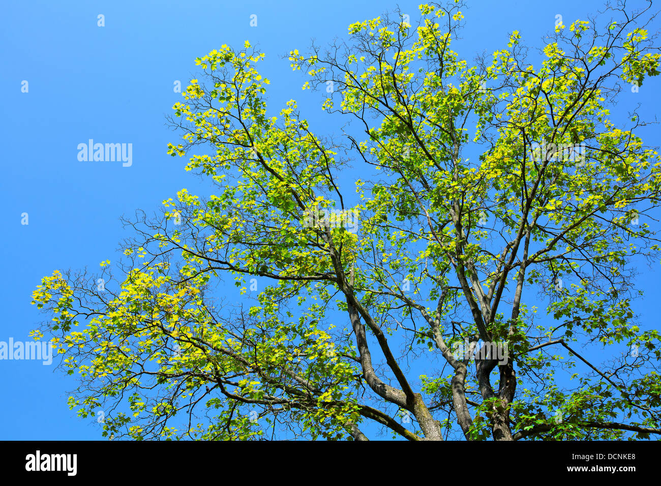 tree on blue background Stock Photo - Alamy