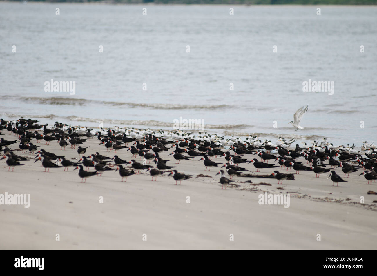 lots of seabird landed at the beach in Ilha das Peças Island, Parana state shore, Brazil Stock Photo