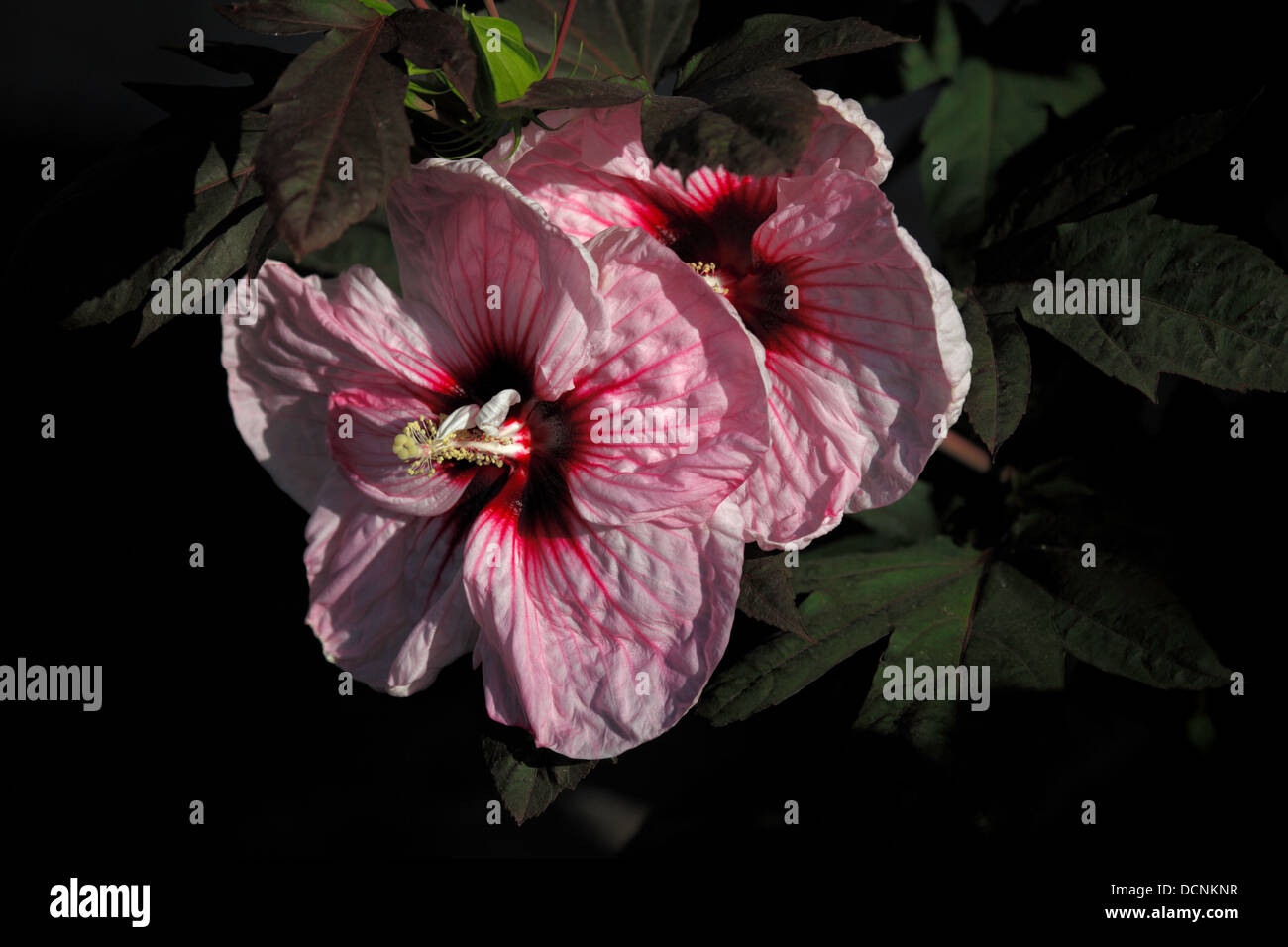 Pink and purple hibiscus flowers. Stock Photo