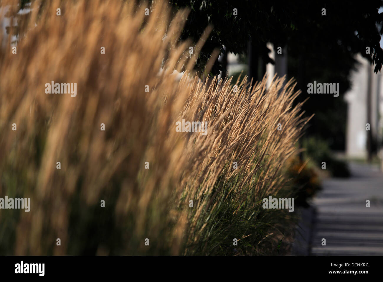 Tall dry ornamental grass Stock Photo Alamy