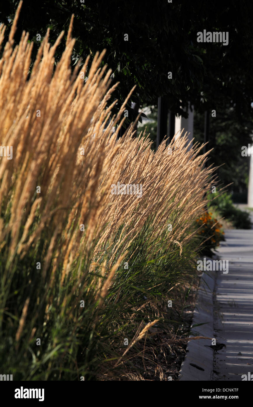 Tall dry ornamental grass Stock Photo Alamy