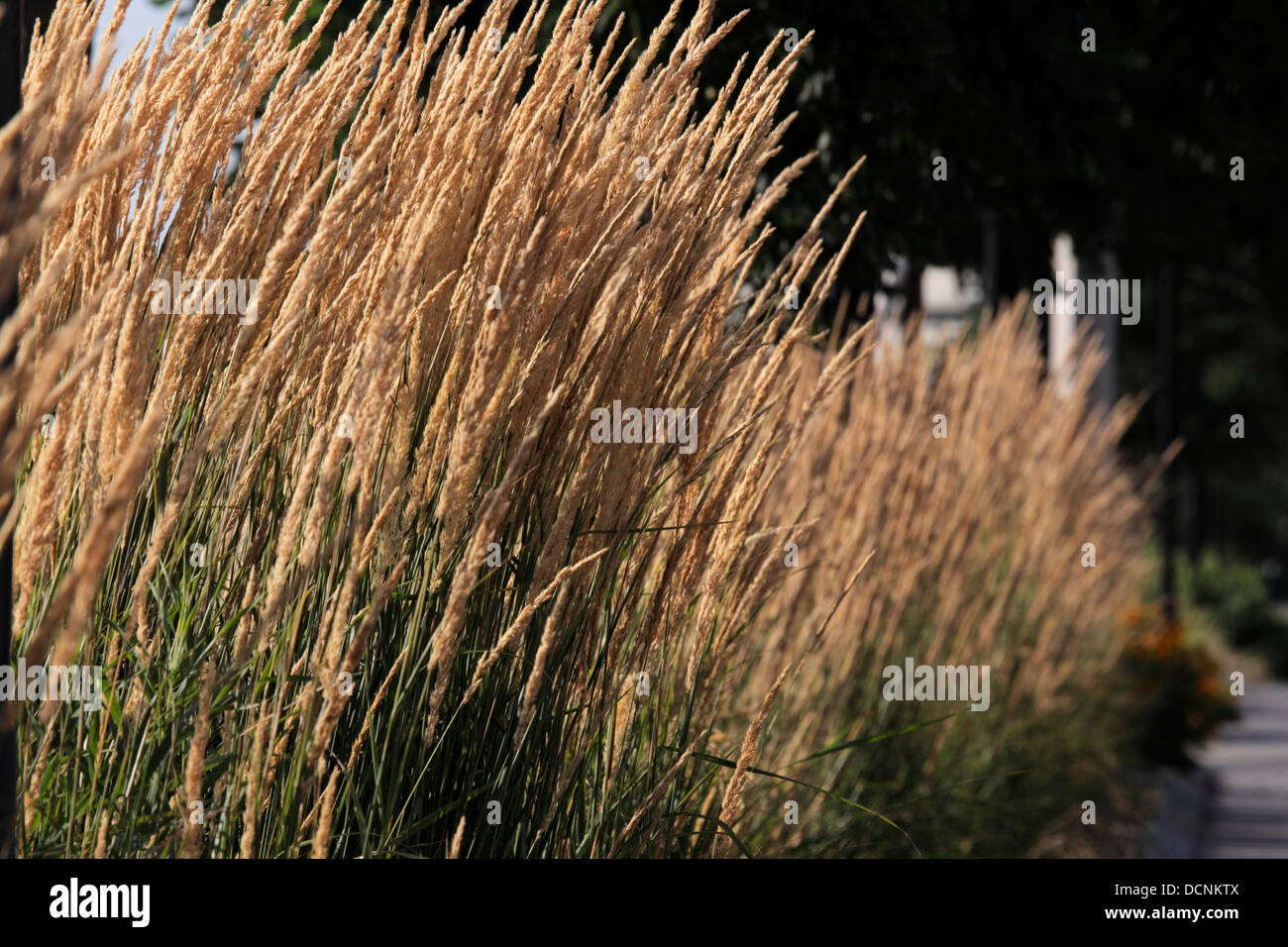 Tall ornamental grass hires stock photography and images Alamy