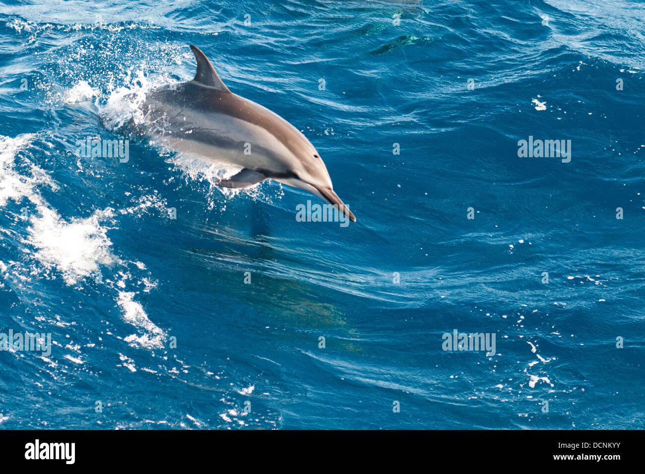 free wild dolphins swimming and jumping at sea offshore rio de stock