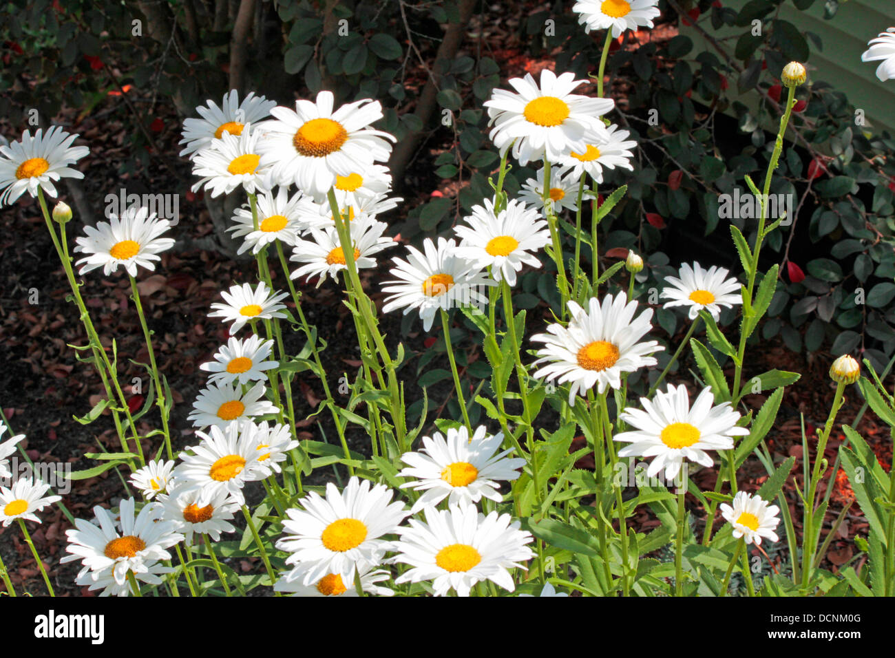 Bed of Daisies Stock Photo Alamy