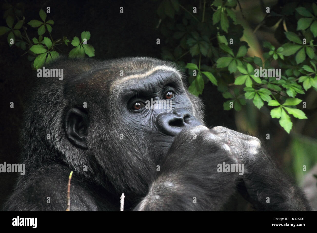 Snacking Gorilla Stock Photo