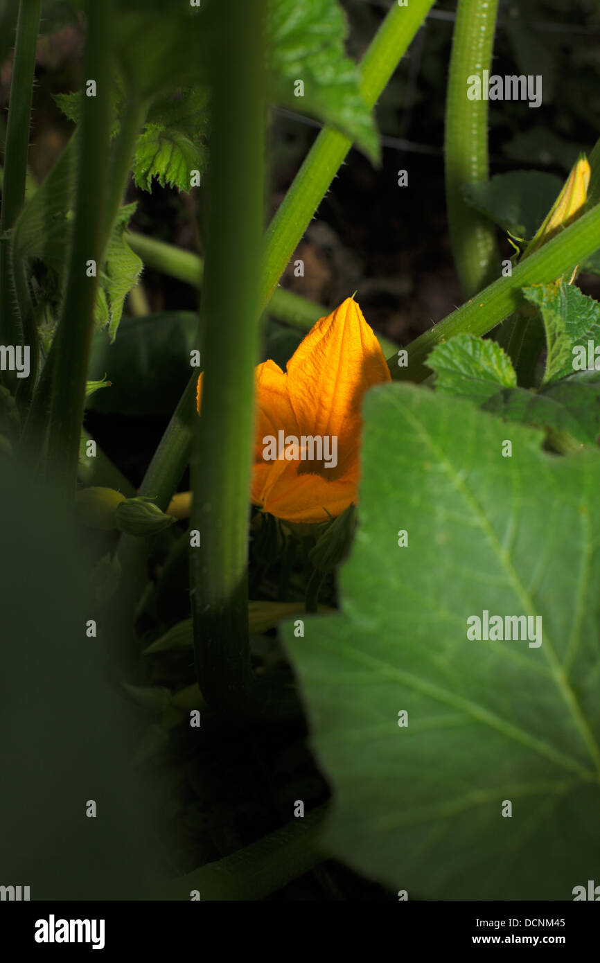 Yellow squash blooms hires stock photography and images Alamy