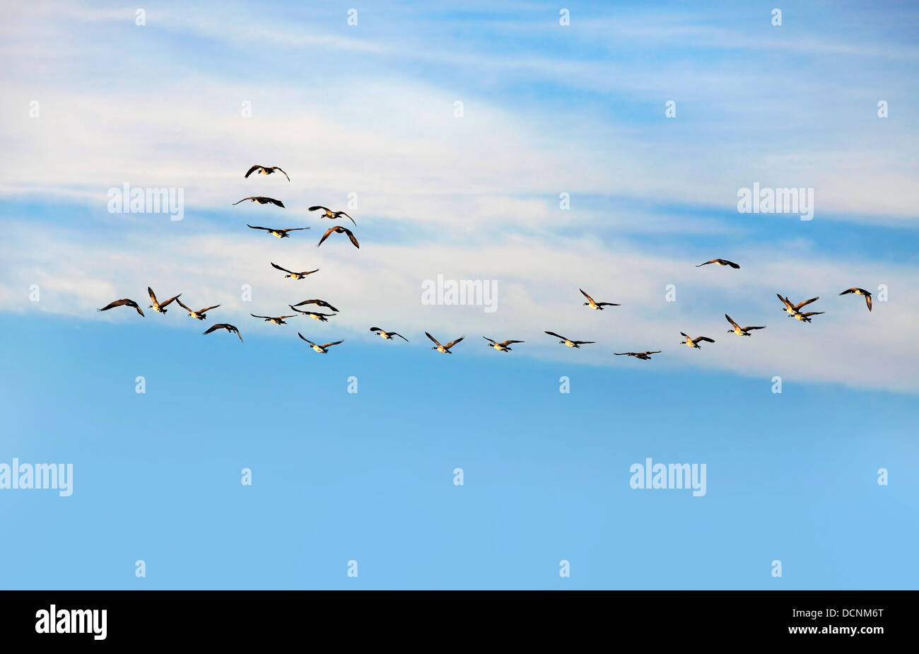 Flying Group Of Geese Stock Photo Alamy