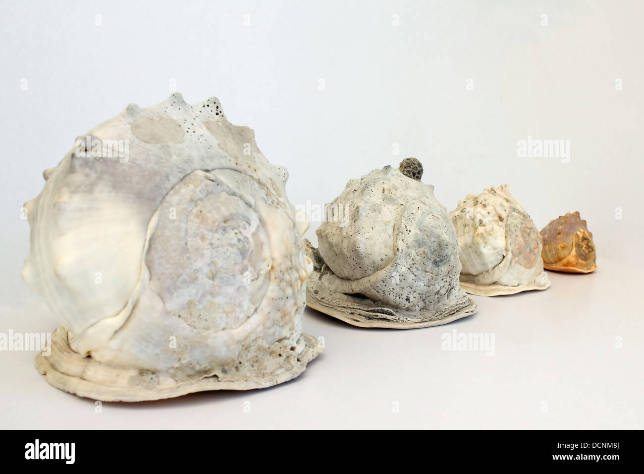 Helmet Conch Shell's Stock Photo Alamy