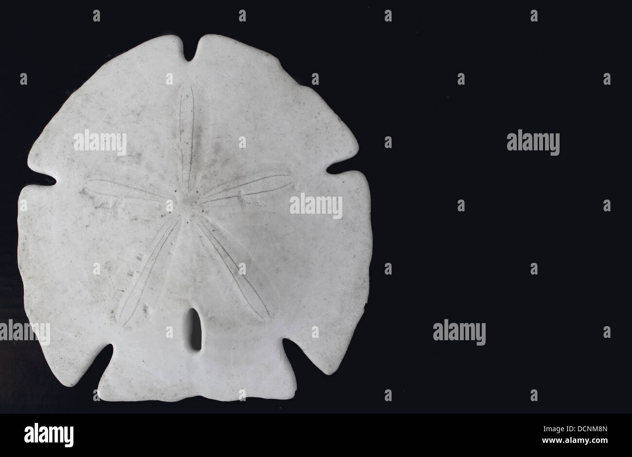 Keyhole sand dollar hi-res stock photography and images - Alamy