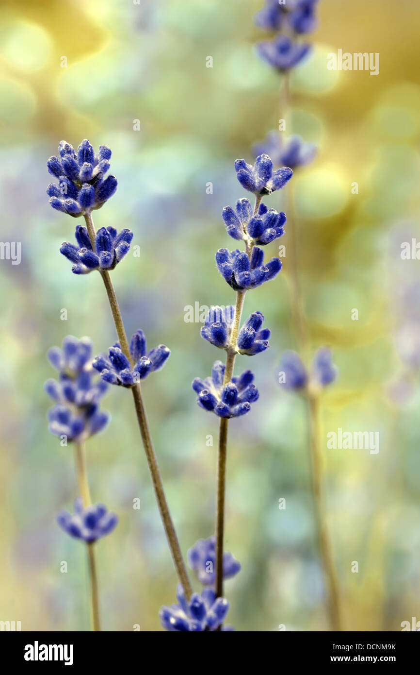 Soft focus lavender hi-res stock photography and images - Alamy