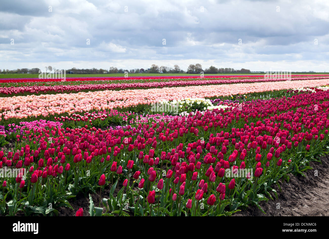 Dutch tulip fields Stock Photo - Alamy