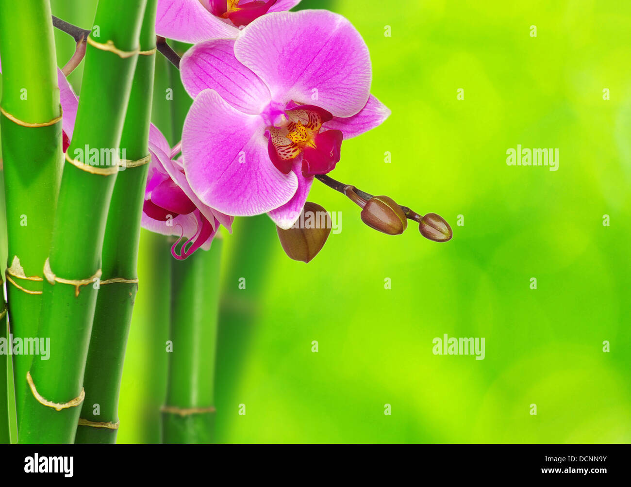 Vibrant green orchid close hi-res stock photography and images - Alamy