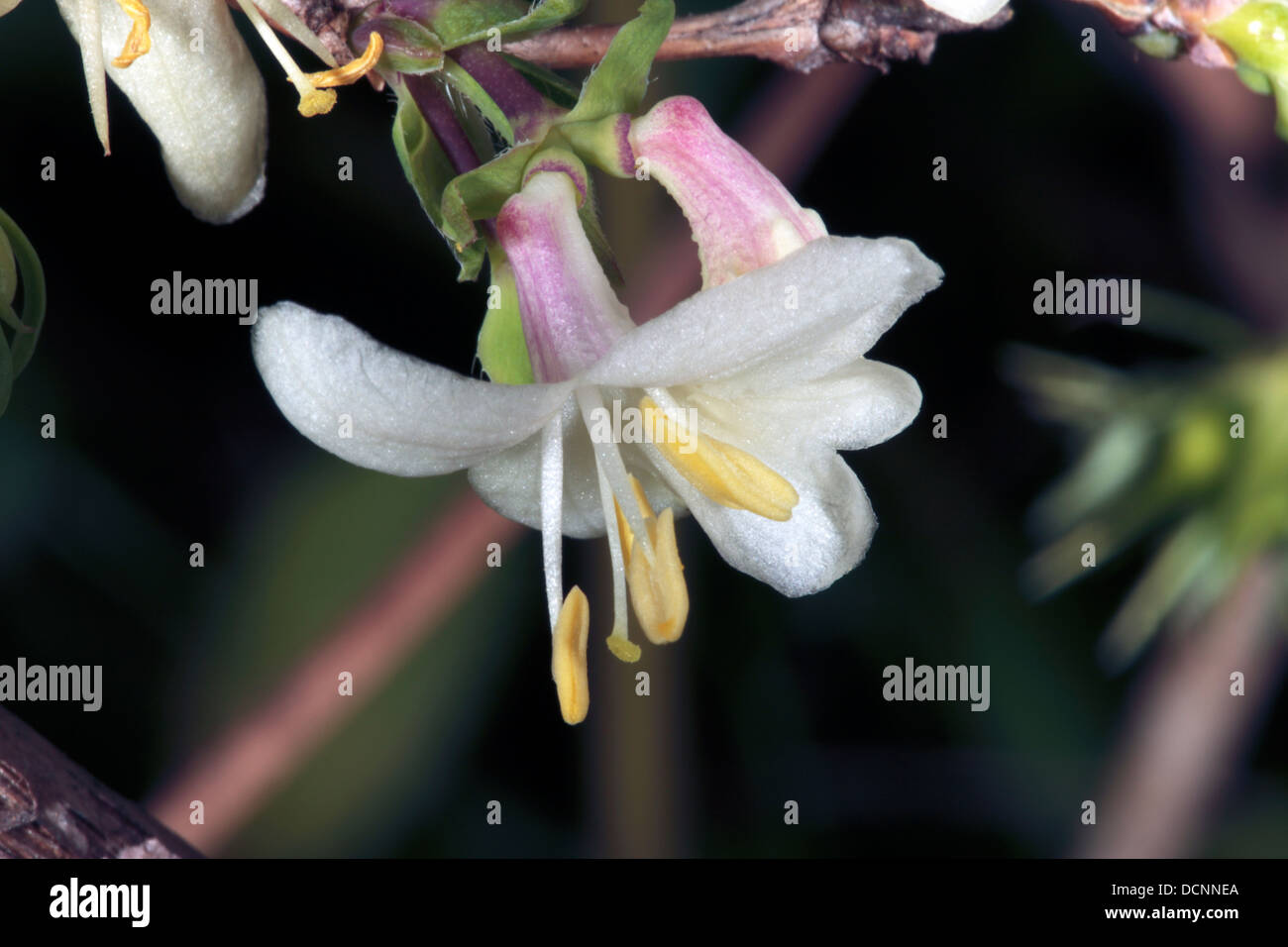 Winter Honeysuckle/Fragrant Honeysuckle/January Jasmine/Sweet Breath of Spring flower- Lonicera fragrantissima-Caprifoliaceae Stock Photo