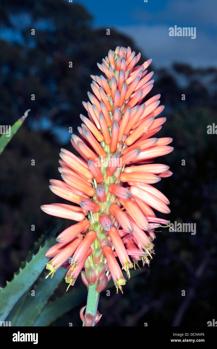 Close-up of Cape/ Bitter Aloe/ Red Aloe /Tap Aloe flower head - Aloe ferox- Family Asphodelaceae Stock Photo