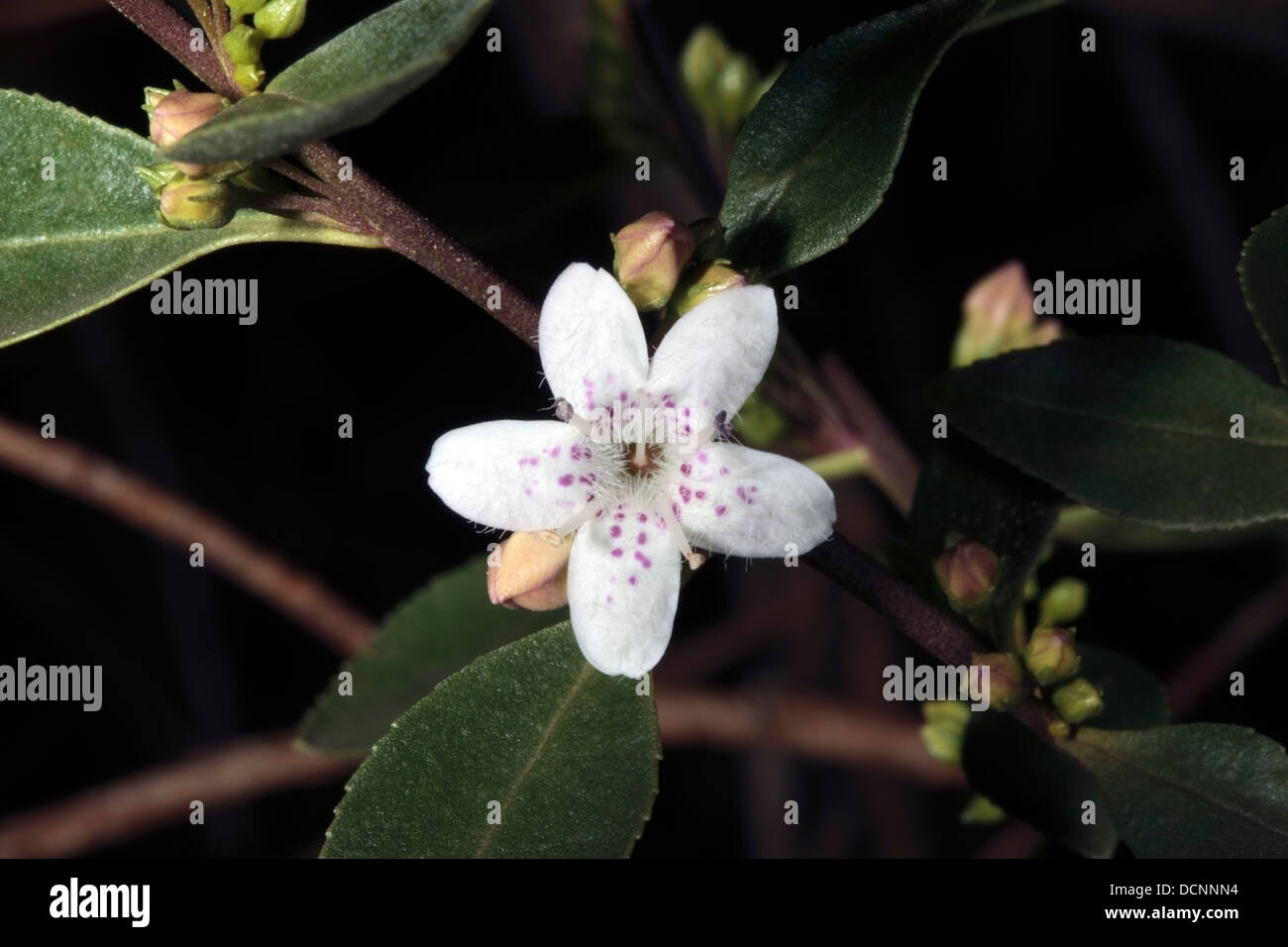 Close-up of flowers of the native South Australian Sticky Boobialla shrub- Myoporum viscosum - Family Scrophulariaceae Stock Photo