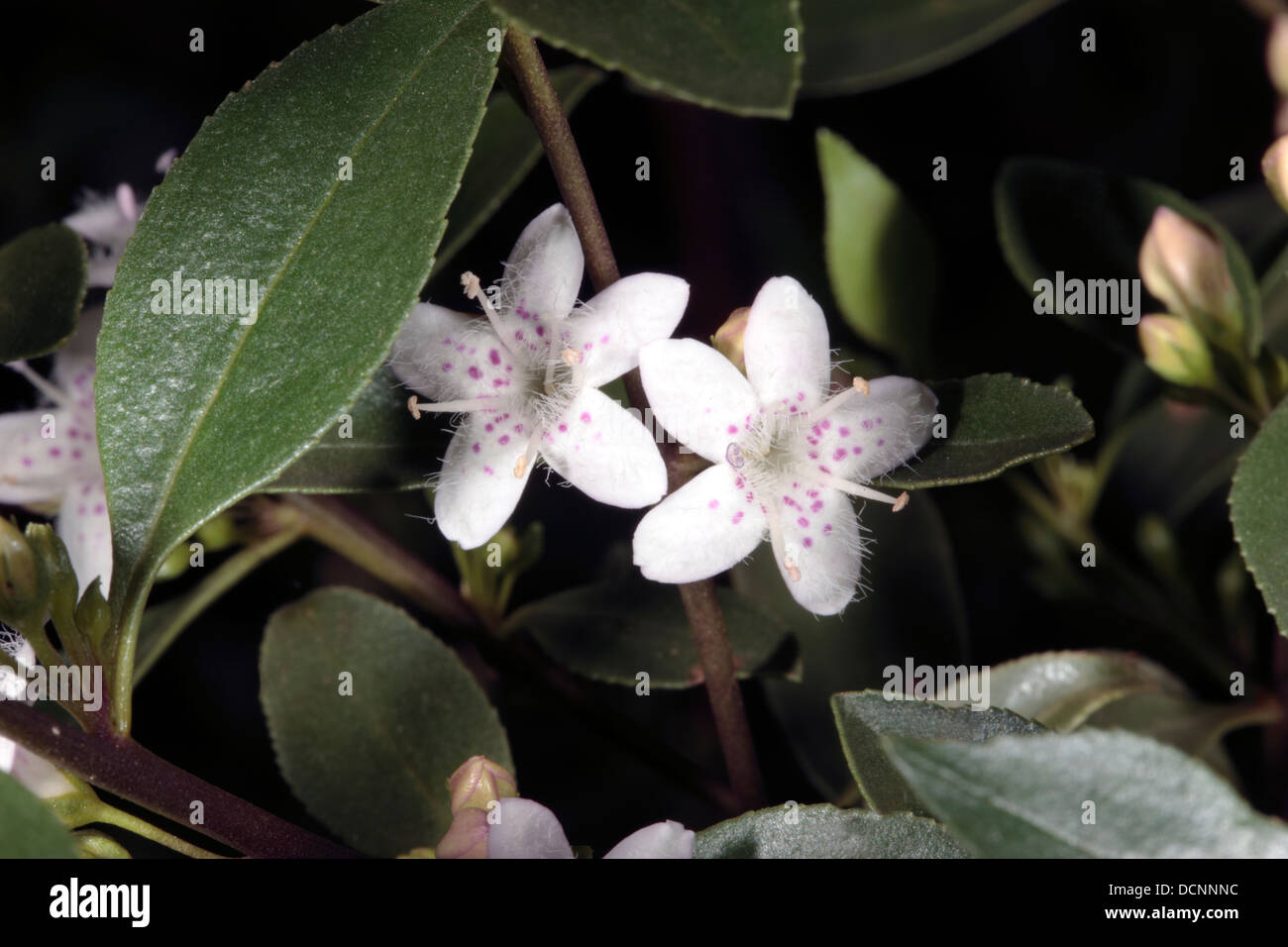 Close-up of flowers of the native South Australian Sticky Boobialla shrub- Myoporum viscosum - Family Scrophulariaceae Stock Photo