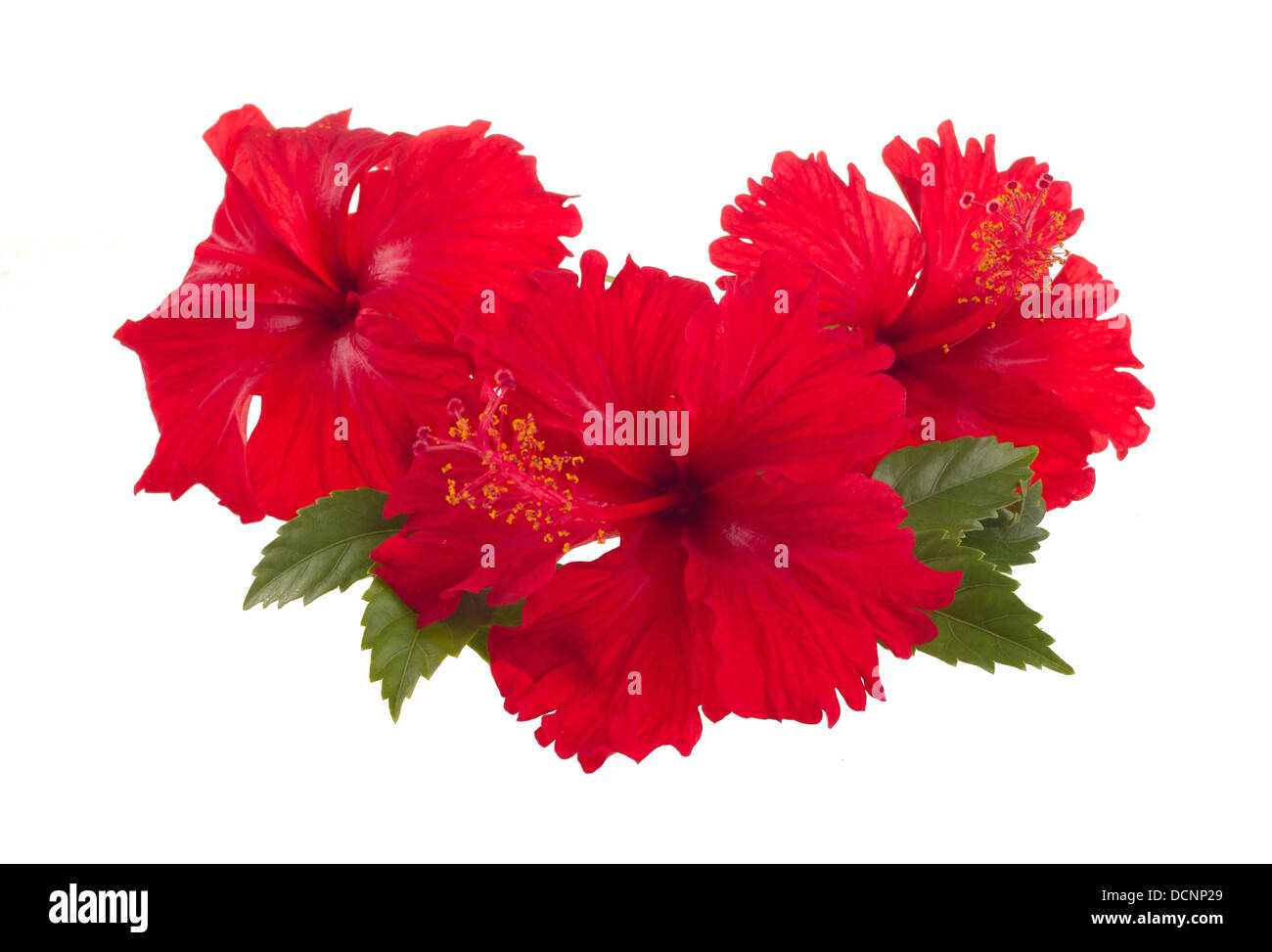 red hibiscus flower Stock Photo Alamy