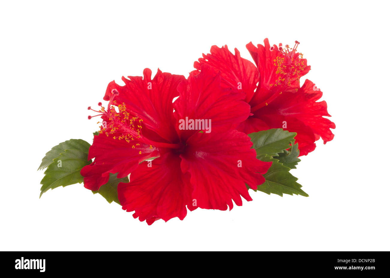 red hibiscus flower Stock Photo Alamy