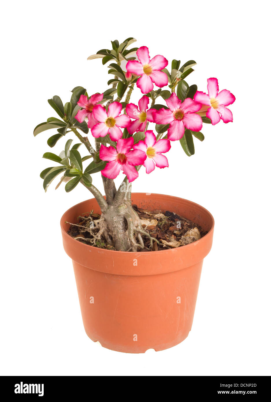 Mock Azalea Mock azalea hi-res stock photography and images - Alamy