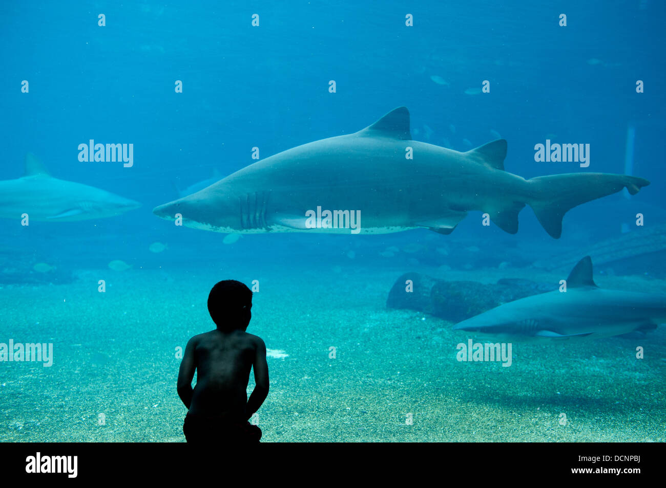 Shark in the Aquarium at uShaka Marine World, Durban, South Africa