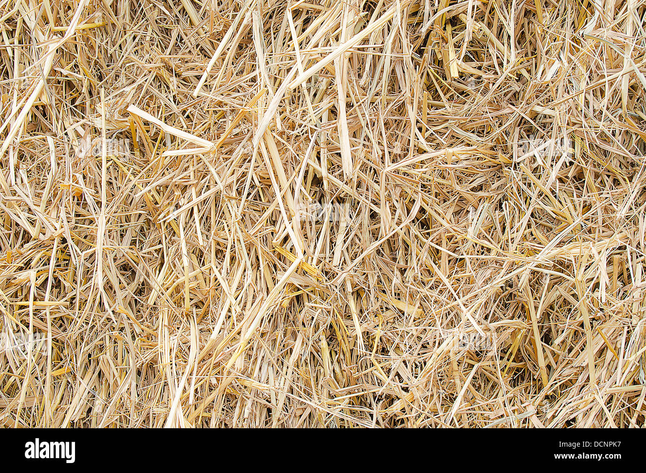 The Plie of rice Straw. Stock Photo