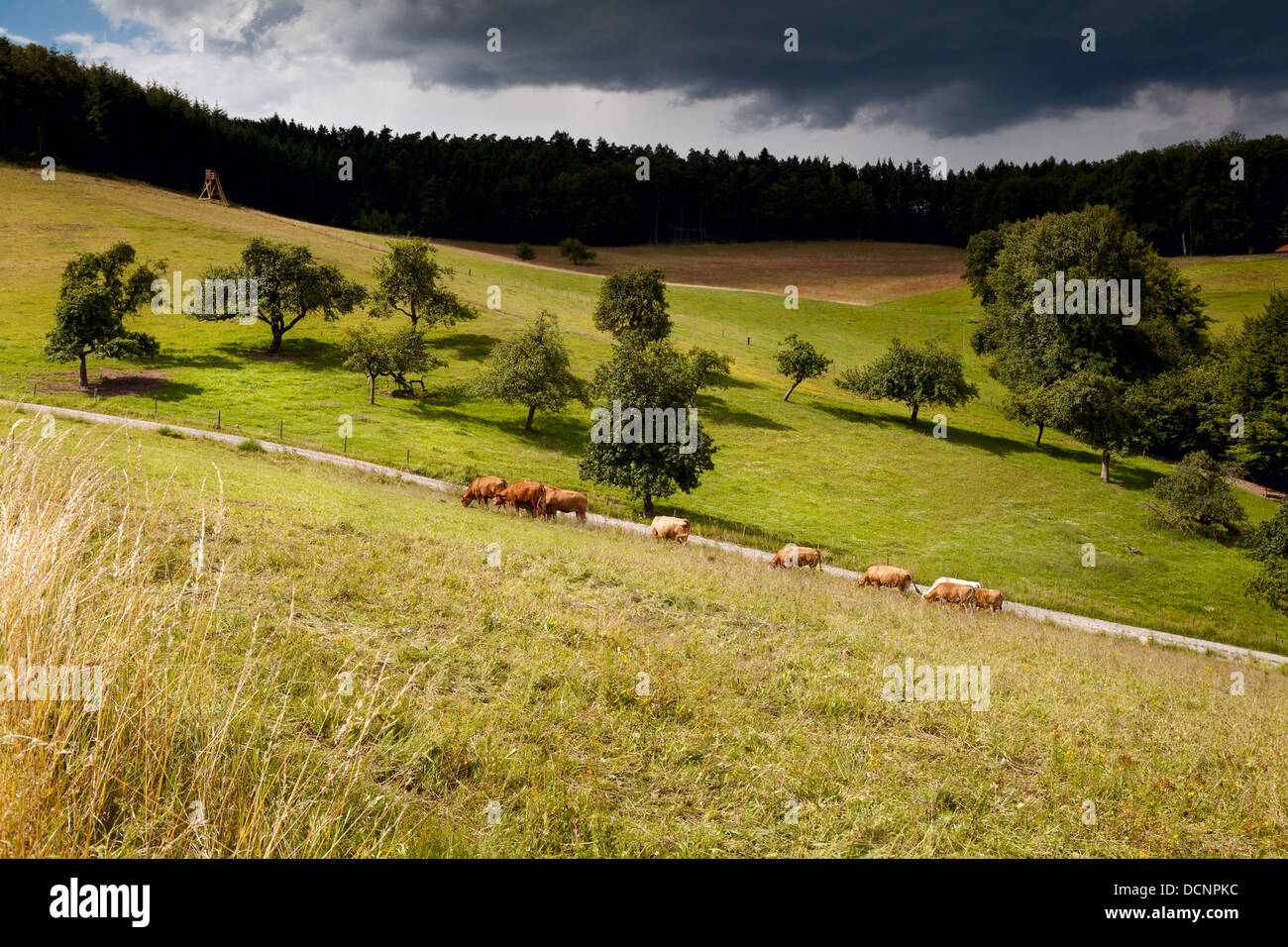 sunny pasture before storm Stock Photo