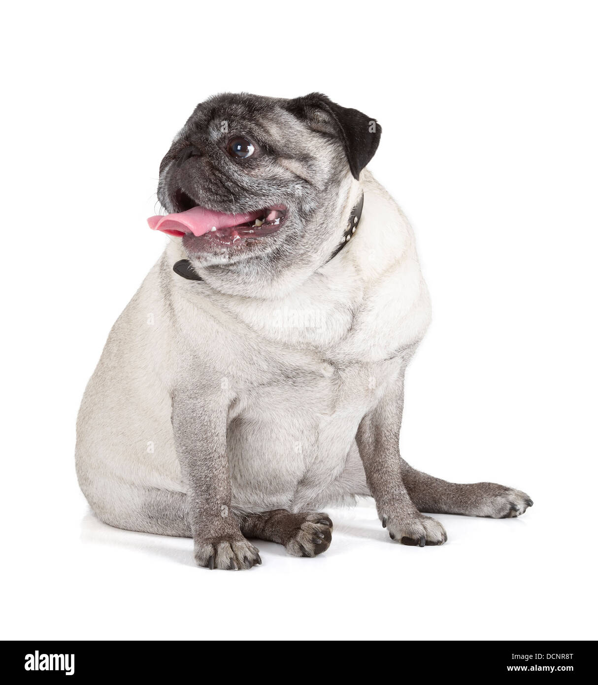 Pug dog isolated on white background Stock Photo