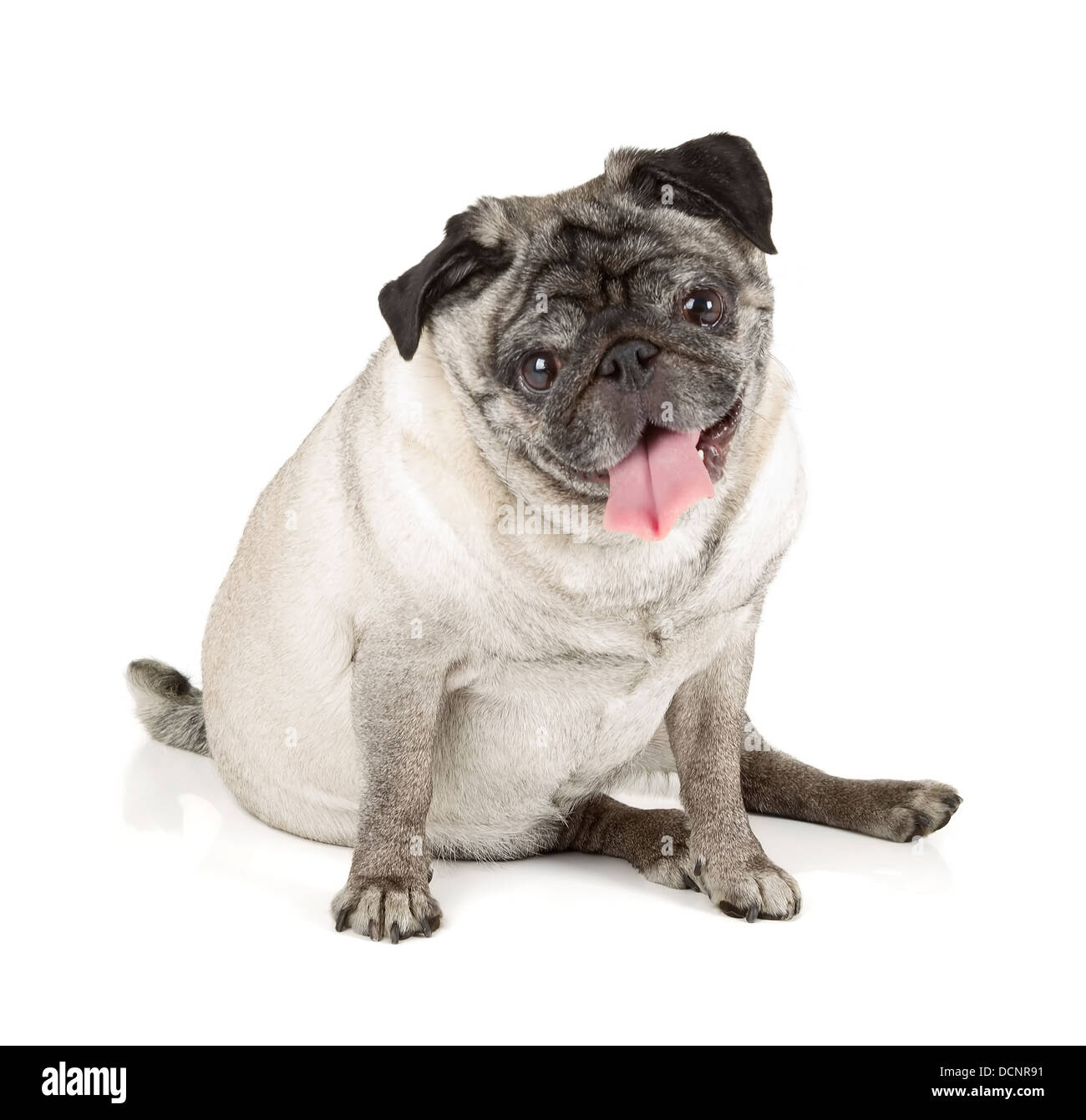 Pug dog isolated on white background Stock Photo - Alamy