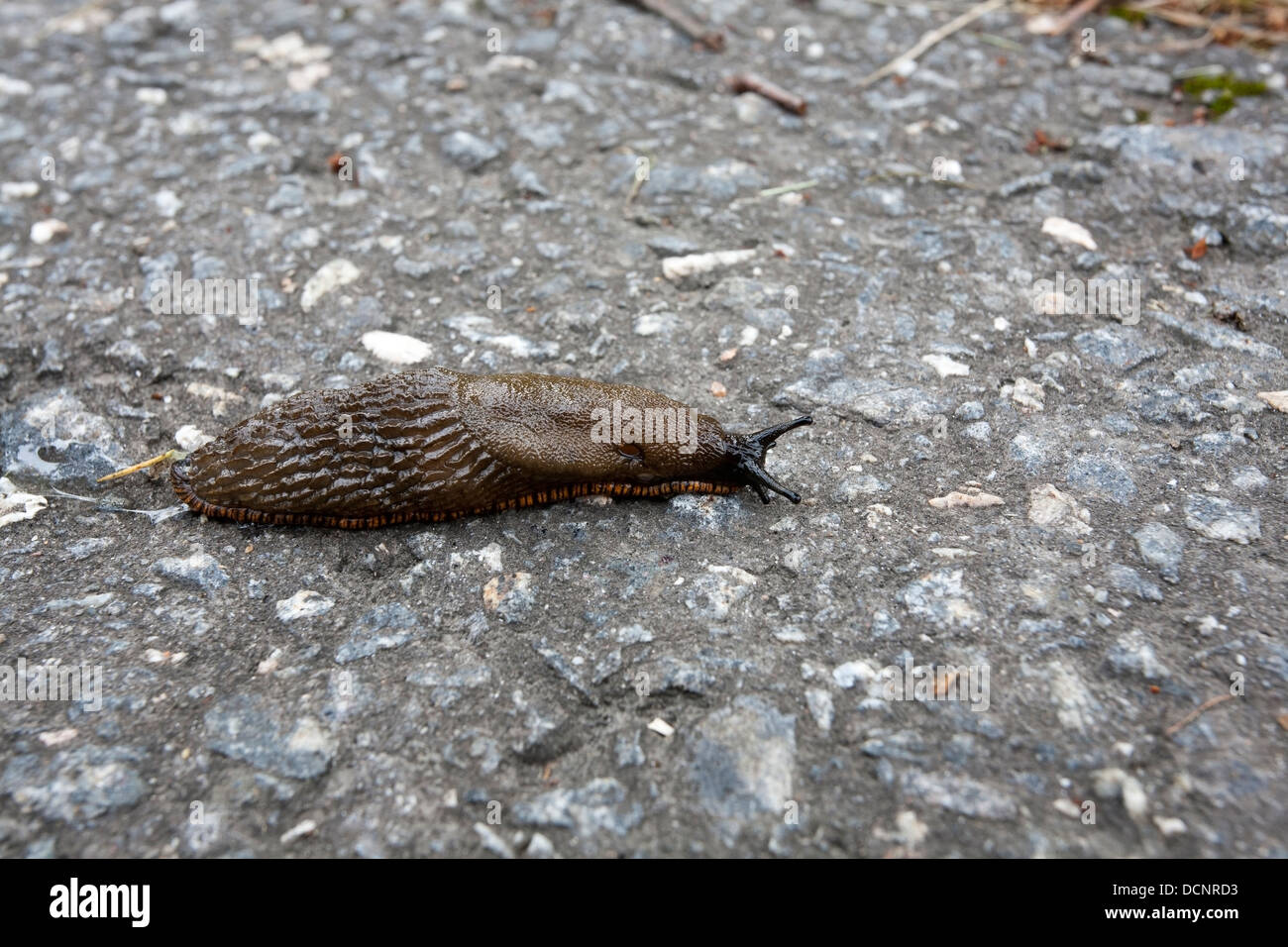 Spanish slug, Arion vulgaris, Finland Europe Stock Photo