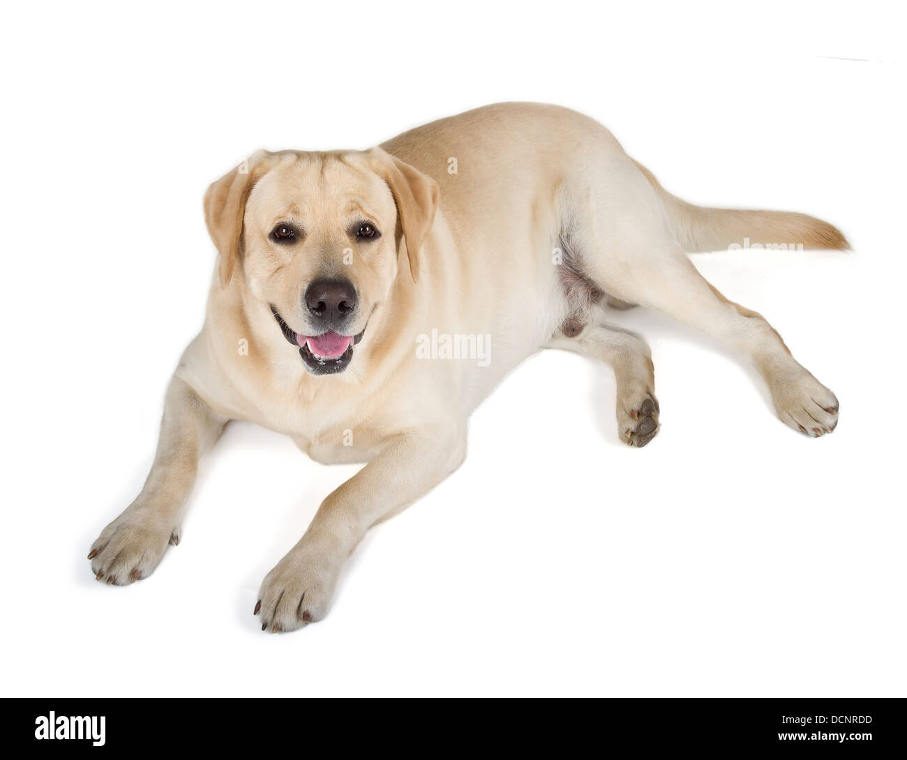 Cute Yellow Labrador Retriever dog lying on white background Stock ...