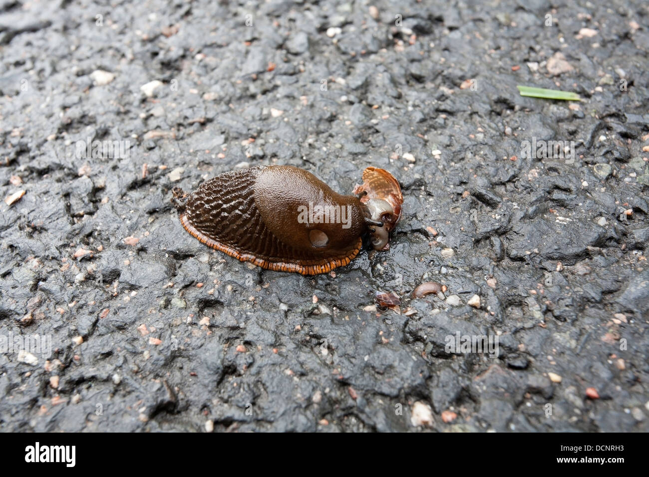 Spanish slug eating dead land snail, Finland Europe Stock Photo