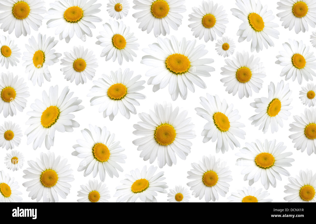 chamomile flowers texture, on a white background Stock Photo - Alamy